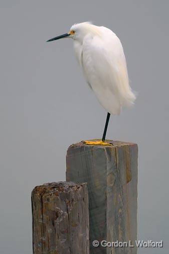 Snowy Egret On A Piling_31395.jpg - Snowy Egret (Egretta thula) photographed along the Gulf coast near Port Lavaca, Texas, USA.